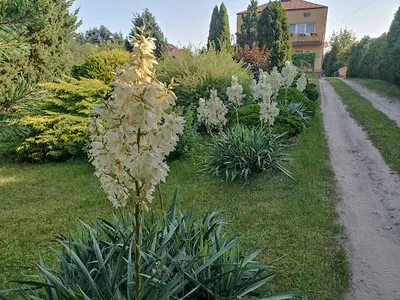 Wycinka drzew i koszenie trawników Marcin Pańczyk